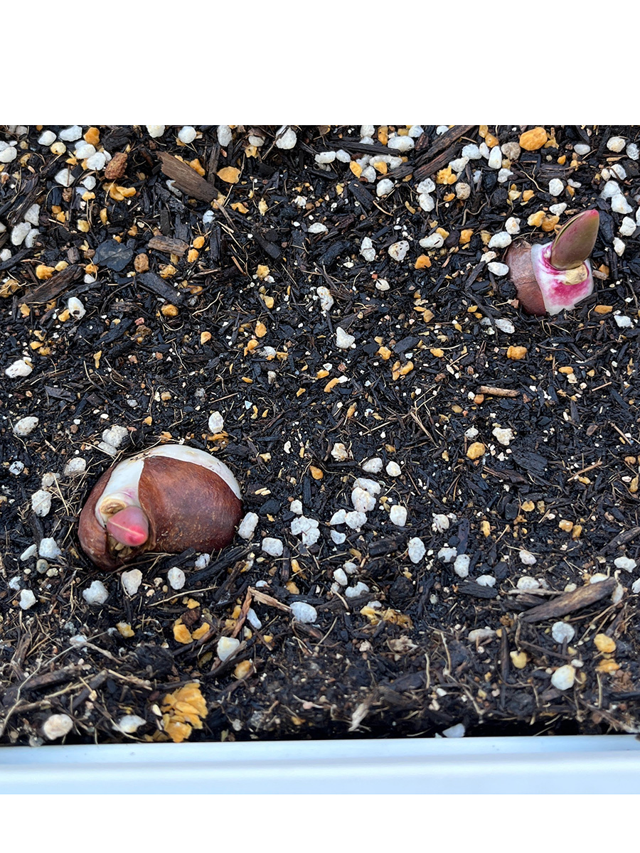 チューリップ球根